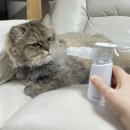 메디빌리프 이미지