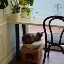 몽 듀 로투스(Mont du Lotus) 이미지