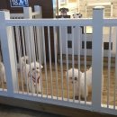 남창애견 이미지