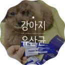 김구약국 | 피부 임상 원료 함유된 페노비스 벳 강아지 유산균으로 장 건강과 피부 건강 챙겨요