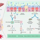 The Leaky Gut: Mechanisms, Measurement and Clinical Implications in Humans 이미지