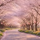 백민미술관 | 2026 보성 왕벚꽃축제 언제 가야 가장 예쁠까? (개화시기·만개시기 집중)