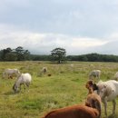 종화목장 이미지