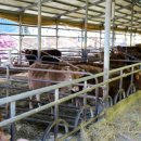 남해암소한마당 이미지