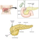 췌장 膵臟 이미지