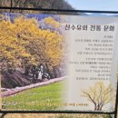 숲실제1소교량 | 2026 의성 산수유축제 이번 주말이 기회 개화 상황
