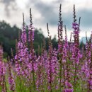 국립백두대간수목원 판매센터 이미지