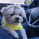 독구제과 이미지