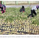 “불법체류자 합법화·E-9 가족동반 허용 논의...정부 TF 20개 방안 검토” 이미지