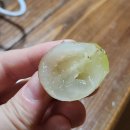 마이하트 | 새콤달콤 맛있는 하트모양 포도 <마이하트포도> 솔직후기 (택배 포도 추천 / 영천 포도 추천)