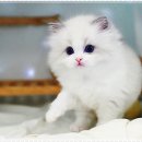 강남고양이분양 스타돌스 이미지