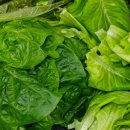 빛나펫살롱 이미지