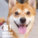 🎂양평_마이리틀호주, 호주식 커피와 파블로바로 연말 채우기 추천해요, 내돈내산 디저트 후기