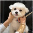 아르테미스학원 | 일산애견미용 아르테미스아카데미에서 직접 느낀 반려견 미용의 혁신