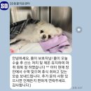 중마동물병원 | [신당동/동물병원] SD동물의료센터 강아지 PDA 수술 후기