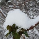 교수들이 뽑은 올해 사자성어猫鼠同處(묘서동처) 이미지