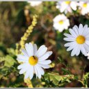 창우마을@ 이미지