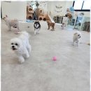 멍땅내사랑 애견유치원 애견호텔 | 구리애견유치원 행복한 하루를 위한 우리 강아지의 유치원 체험기