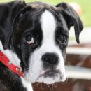 광양동물메디컬센터 이미지