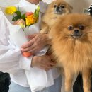 보리토리 이미지