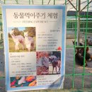 국화꽃향기 | 아산 피나클랜드 국화축제 후기(오천만송이 국화꽃향기 가을축제)