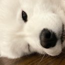 윌리독(wheeliedog) | 24.06.04 바린이 일기 - 12
