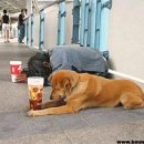 아름다운 개 이미지