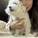 다이카마(월성) 이미지