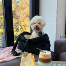 카페.오름:11 이미지