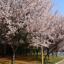 24.3/30 만경강 벚꽃은 아직도 65km 라이딩 이미지