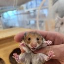 로던트 클럽 이미지