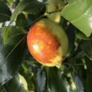 대추농장 이미지