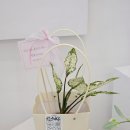 스노우화이트 | 제주 개업화분 배달 아라동 꽃집 플렌케 '아글라오네마 스노우 화이트' 후기