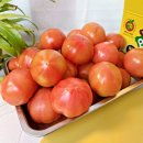 이슬빛농원 직접 생산해서 판매까지 안강 찰토마토 5kg