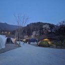 (주)봉봉 | 가평 캠프봉봉 벚꽃캠 솔직 후기! 애견동반캠핑장