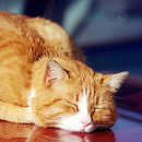 How to keep pets cool on hot days 이미지
