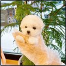 마마스미독 강아지분양 대전점 이미지