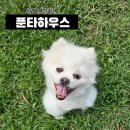 아메리칸 불리 하우스 | 하남 애견카페 넓은 운동장에서 뛰놀기 좋은 푼타하우스