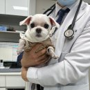 온정동물병원 이미지