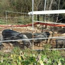 돼지농장 이미지