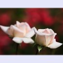 곡성-039 이미지