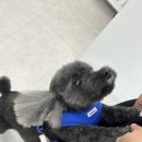 그래핀토탈힐링센타 | 석촌역속눈썹 오니엘 잠실점에서 블랙틴트펌 LU컬로 빠짝! 올라간 대만족 시술후기!