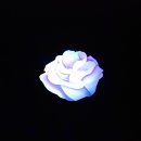 앨리스인원더랜드 이미지