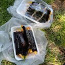 지리산아저씨 | 260510 지리산 바래봉 ｜지리산 철쭉 산행 다녀온 후기 ｜블랙야크 100대 명산