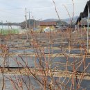 하은농장 이미지