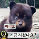 천사 오리들 그룹운동(그룹피티) vs 스쿼시 어떤거할까?? 골라줘 이미지