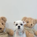 견공간샵 이미지