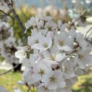 가산수피아 | 가산수피아 근처 맛집 두이두이카페 브런치 후기 내돈내산