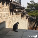 [청와대路]靑 춘추관의 마스코트 고양이 '흑임자'를 아시나요? 이미지