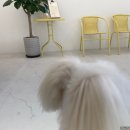 이로운 펫살롱 이미지